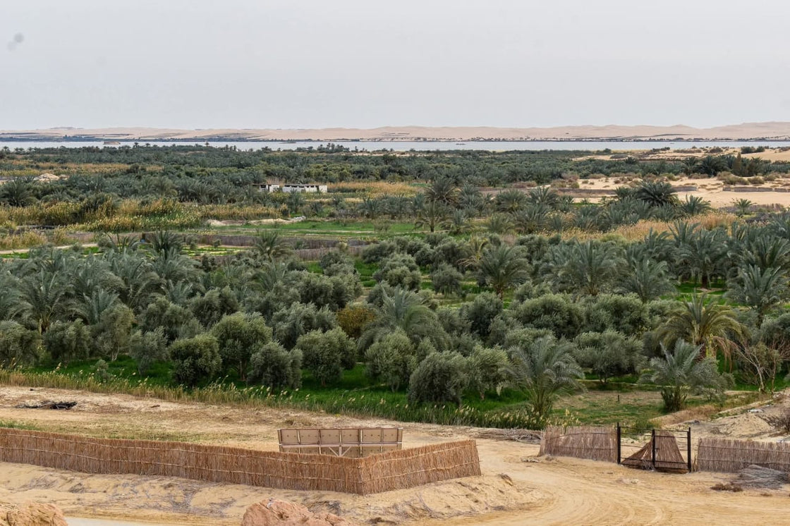 7-Day Yoga & Healing Retreat in Siwa Oasis, Egypt