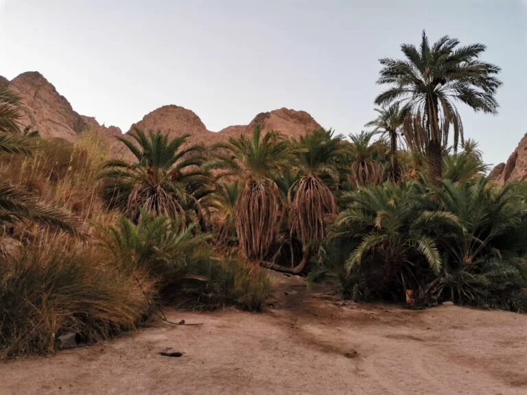 Impression zu Sinai zwischen Meer, Bergen und Wüste